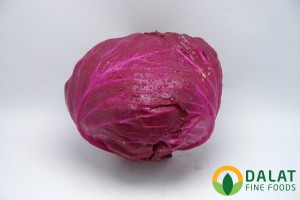 Bắp Cải Tím