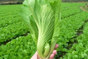 Cải canh (cải bẹ xanh)