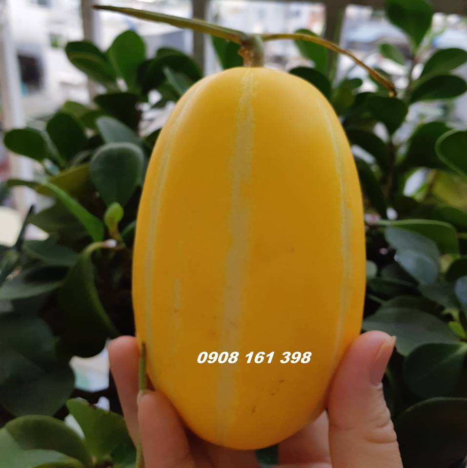 Dưa lê vàng Hàn QUốc