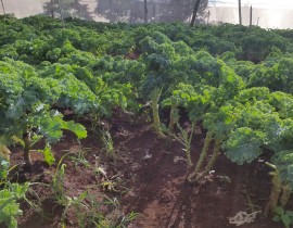 20160902-161211-Copy.jpg